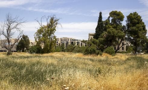 הפינה הירוקה של תושבי רמות, כיפת רמת פולין, נמצאת בסכנת חיסול בגלל צורך עצום בדירות (צילום: עמית שאבי) הפינה הירוקה של תושבי רמות, כיפת רמת פולין, נמצאת בסכנת חיסול בגלל צורך עצום בדירות