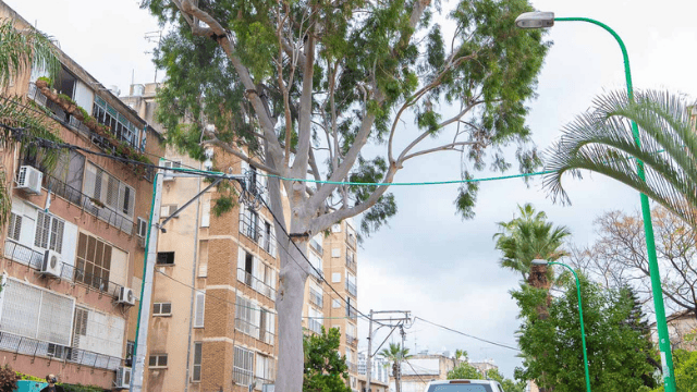 האקליפטוס הלימוני ברחוב שפירא