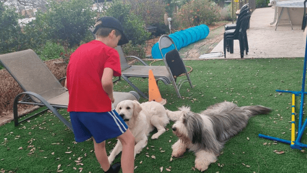 אילוף וכלבנות בנתניה. אהבה לבעלי חיים 