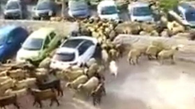 הכבשים בנאות אפק