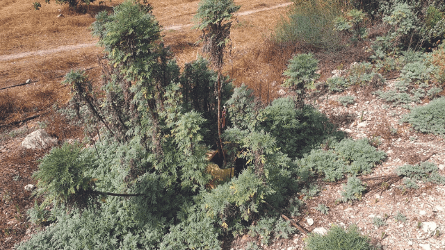 צמח האמברוסיה בתחומי המועצה