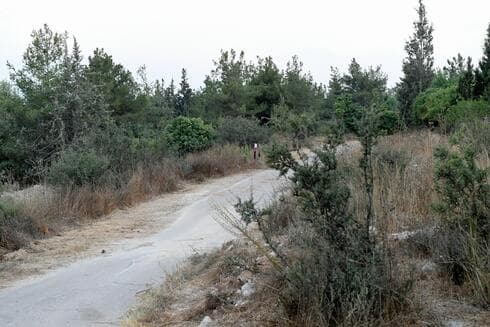 יער מכבים ( צילום: חורחה נובומינסקי) פעילויות קהילתיות לטיפוחו. יער מכבים