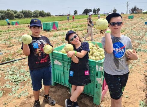קטיף משפחות, לקט ישראל 