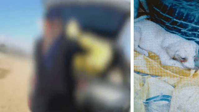 החשוד שנתפס בשעת מעשה ואחד הגורים לאחר חילוצו