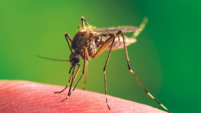המחלה מועברת בעקיצות יתושים