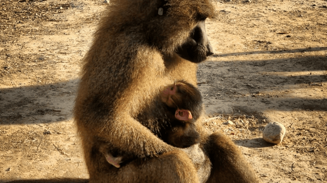 הבבון חדש שנולד בנגב zoo