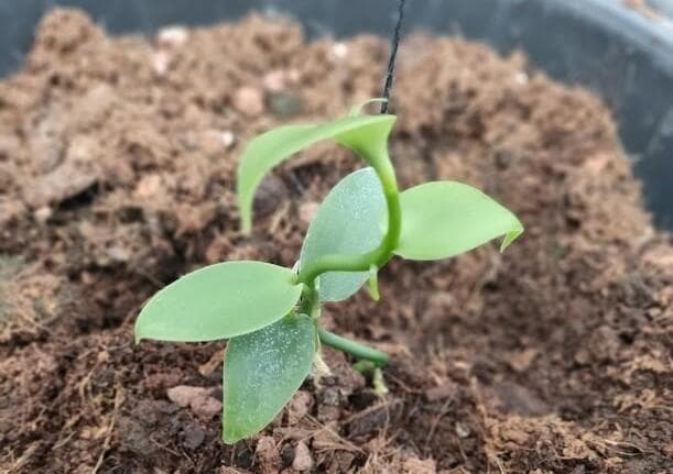 עציץ וניל. פתרון לחובבי האפייה  