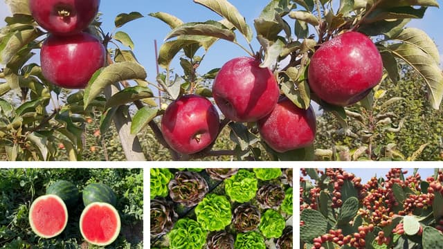 תערוכת החקלאות הבינלאומית המובילה בישראל - אגרומשוב 2022