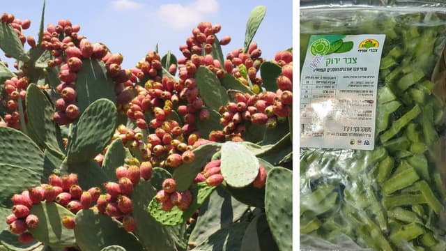 צבר בלי קוצים וענפי הצבר החתוכים האורגניים