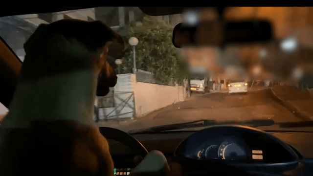 לא להאמין. הכלב נוהג ברכב