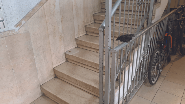 הציפור בחדר המדרגות. הציתה שוב את הסכסוך הציפור בחדר המדרגות. הציתה שוב את הסכסוך