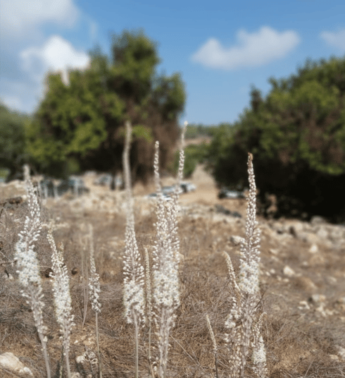 פריחת החצבים