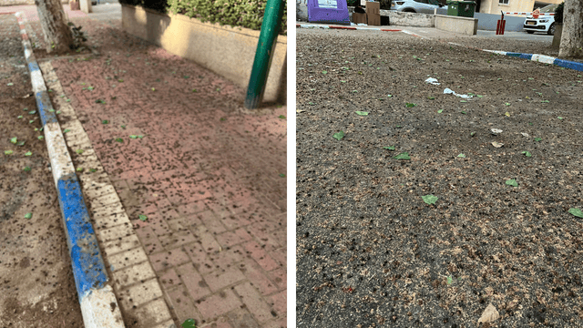 צואת עטלפים בכביש