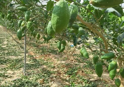מטע האתרוגים של אברהמי (צילום: פרטי) עץ האתרוגים של אברהמי
