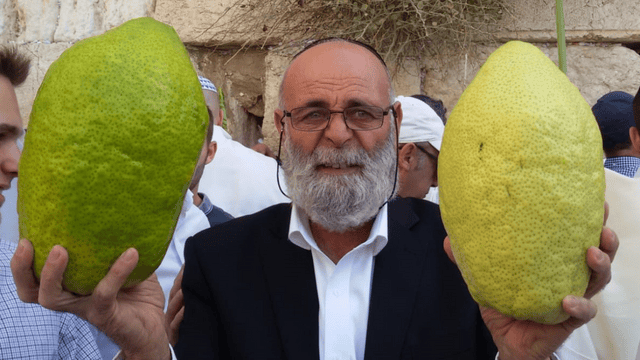 אברהמי בכותל, עם האתרוגים שגידל (צילום: פרטי) אברהמי בכותל, עם האתרוגים שגידל