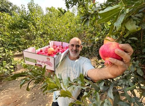 גיא טל ממושב בצרון, בעל משק לגידול עצי רימון. "להיות חקלאי זה סוג של אמנות" 