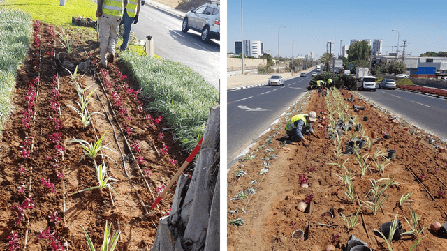 תום שנת השמיטה. שותלים ברחובות