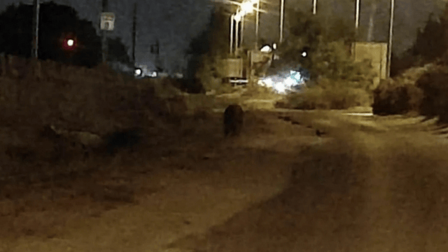 חזיר בר ברחובות ההולנדית