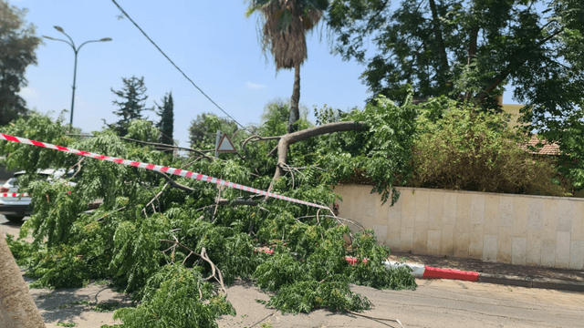 עץ בשטח של בית פרטי ברחובות שקרס לרחוב