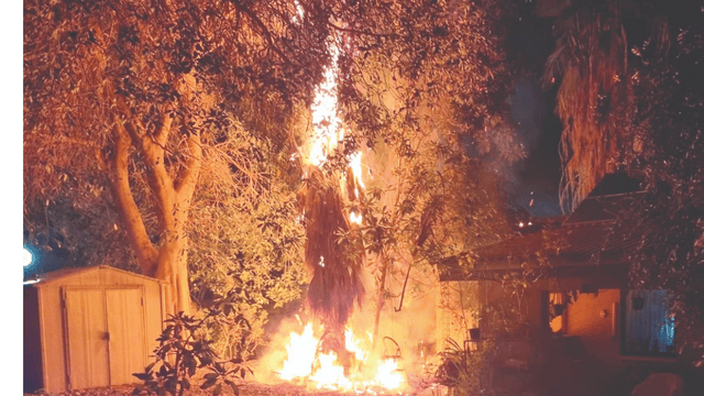 עץ הדקל נשרף כתוצאה מפגיעת הברק עץ הדקל נשרף כתוצאה מפגיעת הברק