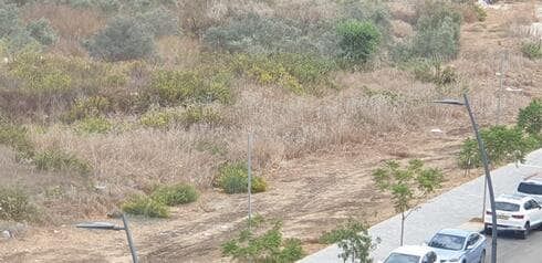 העשבייה מסביב לבית הספר, ממנה הגיע הנחש
