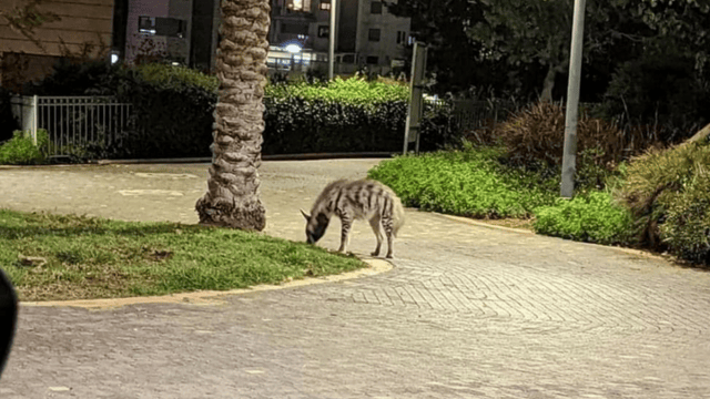 הצבוע ברמת הנשיא