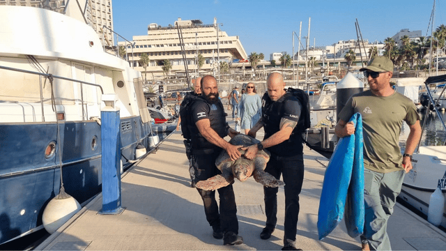 נקבת צב ים חום "אריאל" נמצאה במהלך החורף בים מול הרצליה (צילום-דוברות המשטרה ורשות הטבע והגנים) נקבת צב ים חום "אריאל" נמצאה במהלך החורף בים מול הרצליה