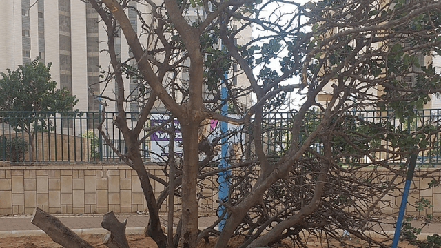 עך החרוב. אהוב על התושבים