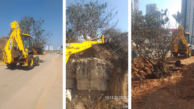 מעבירים את עץ הרחוב מרחוב הלבונה