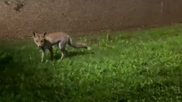 תן בגינה ציבורית (צילום: מתוך הרשתות החברתיות, שימוש לפי סעיף 22/א לחוק זכויות היוצרים) תן בגינה ציבורית בפתח תקוה