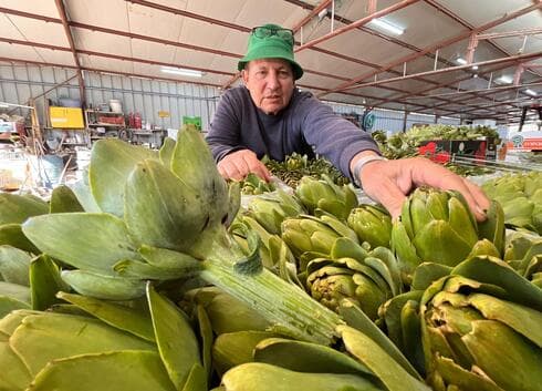 נועם יעקבא, חקלאי מניר בנים: "הארטישוק הוא הקינוח של ארוחת השבת" 