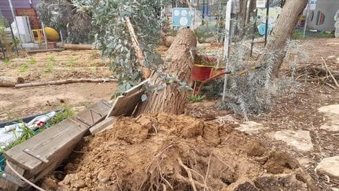קריסת עצים בשכונת נווה עופר