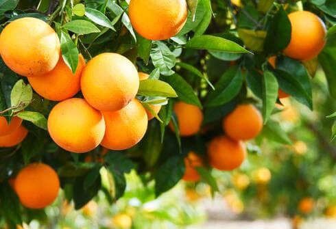בתפוז בגודל בינוני (140 גרם) יש כ-60 קלוריות