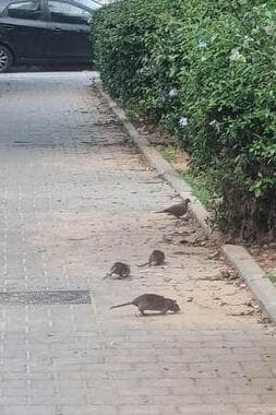  "אסון שמחכה לקרות". חולדות ברחוב קלוזנר