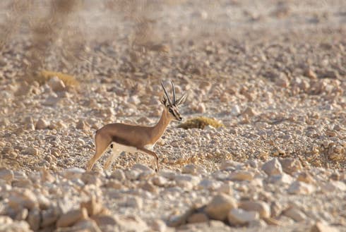 צבי השיטים באזור יטבתה (יניב כהן, רט"ג) צבי השיטה