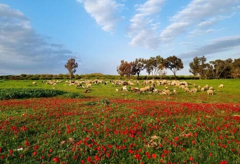 סיורים מודרכים בעלות סמלית של 10 שקלים