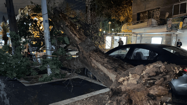קריסת עץ על רכב בחיפה