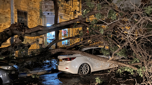 קריסת עץ על רכב ברחוב ארלוזרוב חיפה