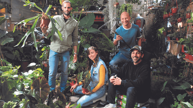 משתלת אוזן פיל. "רבה צמחים מתים כי מרווים אותם בכמות מים יתרה" 