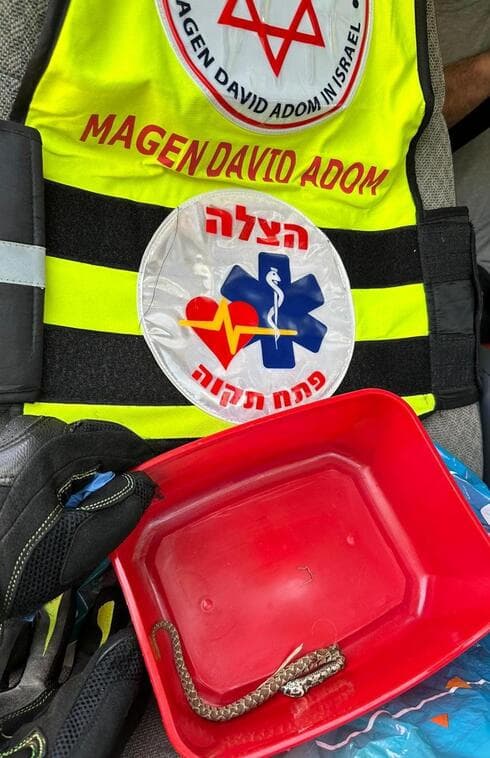 נחש הצפע שנלכד