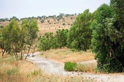 עצים עלו באש. ואדי ענבה