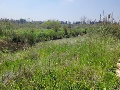 זווית נוספת של תוואי הנחל, אחד מיובליו של הירקון (צילום: ניצן ינקו) זווית נוספת של תוואי הנחל, אחד מיובליו של הירקון