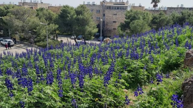 גבעת התורמוסים