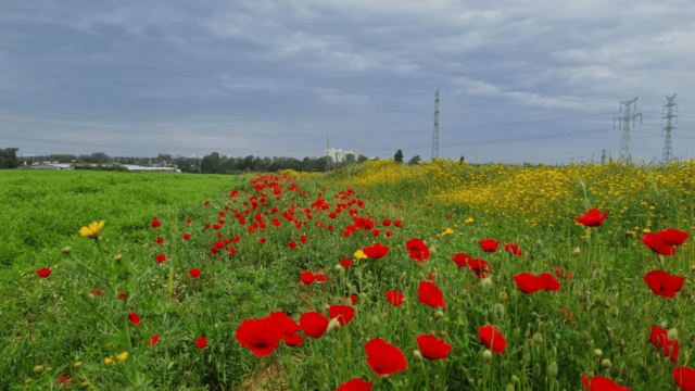 כאן מתוכננת לקום תוכנית "מתחם 15"