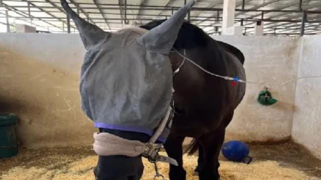 אחד הסוסים שהורעלו