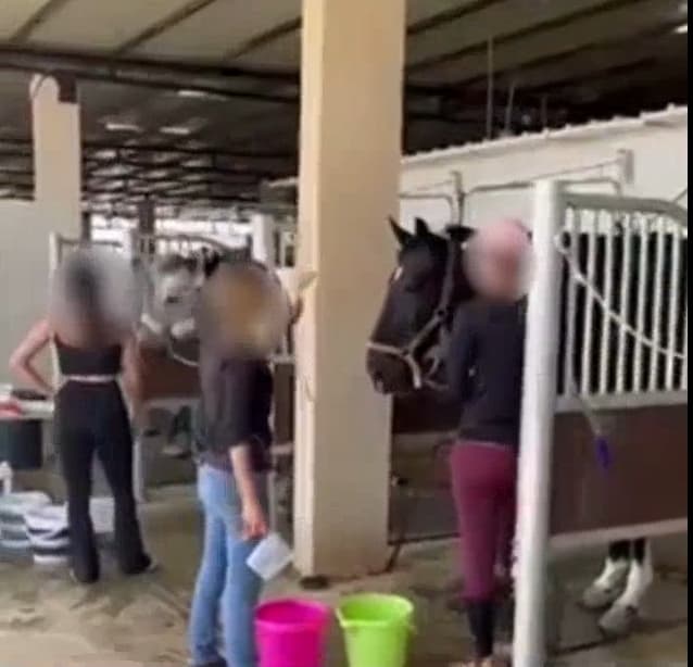 חלק מהסוסים אושפזו בבית חולים וטרינרי