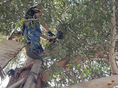 העץ שבו אותר הכסף