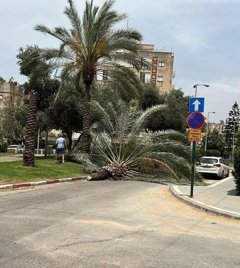 עץ דקל קרס ברחוב הערבה פתח תקוה (צילום: מתוך הרשת החברתית, שימוש לפי סעיף 27א לחוק זכויות יוצרים) עץ דקל קרס ברחוב הערבה פתח תקוה
