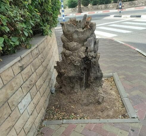 עצי דקל נכרתו בקרית ביאליק