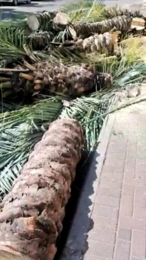 עצי דקל נכרתו בקרית ביאליק